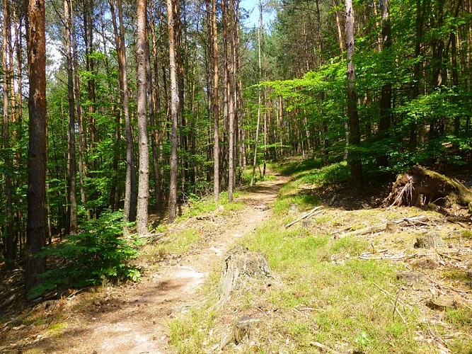 Un charmant sentier forestier
