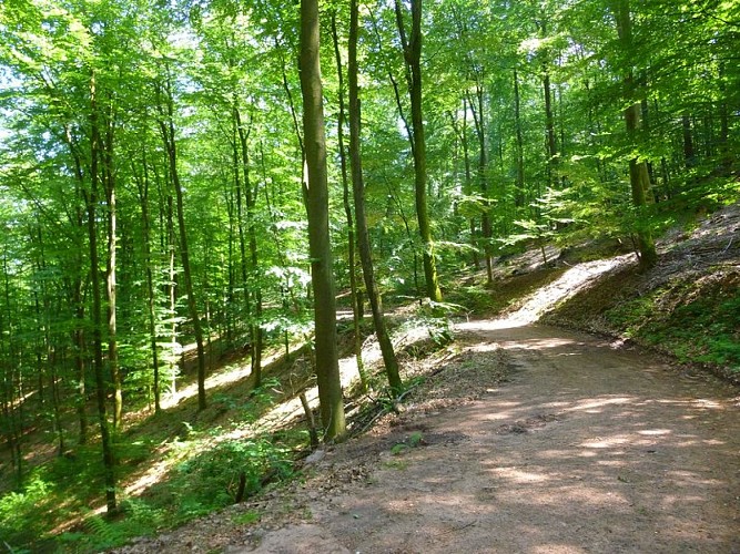 Route forestière entre la Source d'Argent et le Petit Dunkelthal