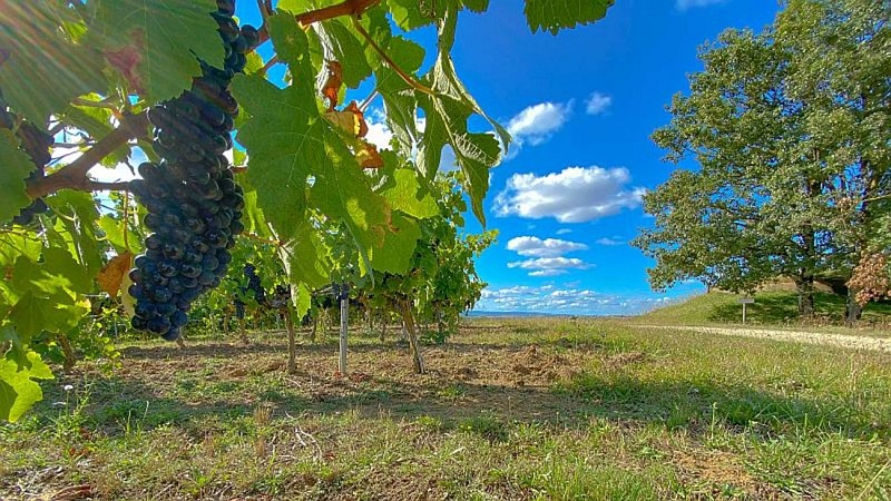 Oenorando® Vignes et clochers