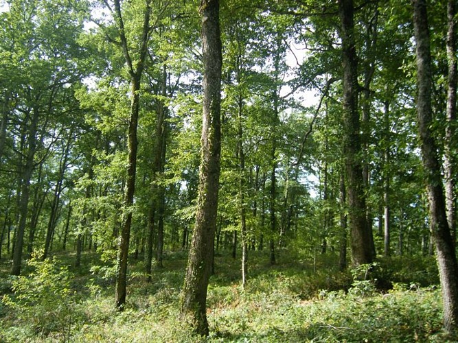 Sentier de découverte de la forêt de Sivens