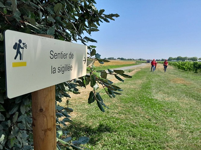 Oenorando® Sentier de la Sigillée