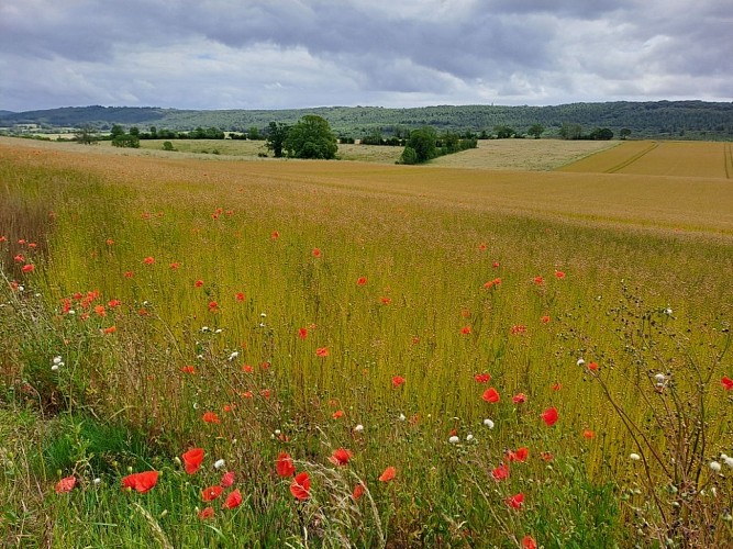 Panorama-Butte de Coigny-©O (2)