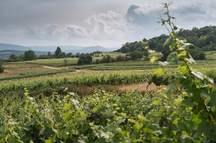 Vignoble de Wolxheim