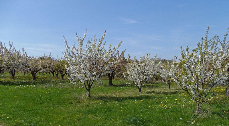 Cerisiers près de Gy-l'É.