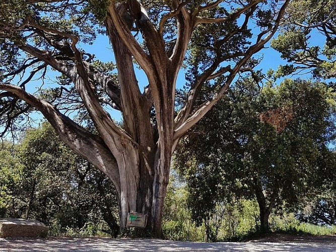 Arbres remarquables de la chapelle St Roch à Montolieu