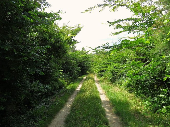 A l'ombre des ormes