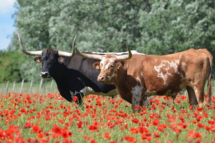 Vaches longhorns dans les coquelicots