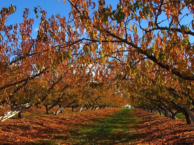 Verger aux couleurs de l'automne