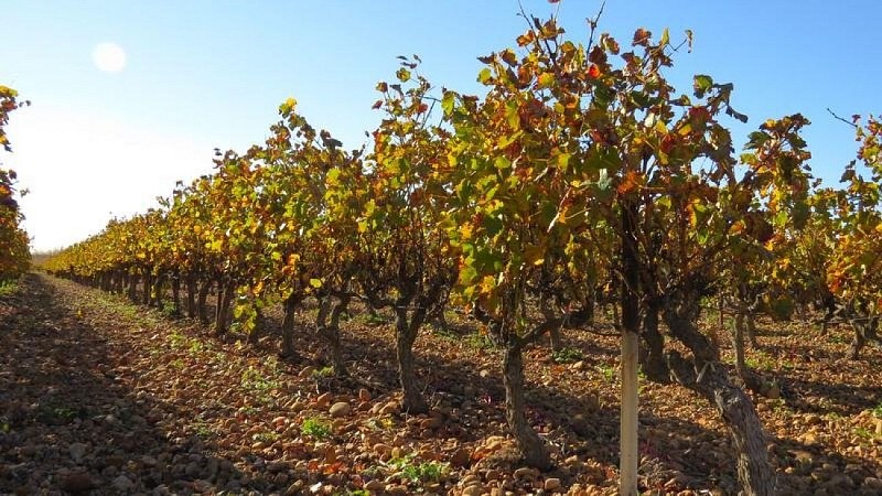 Vignes à l'automne