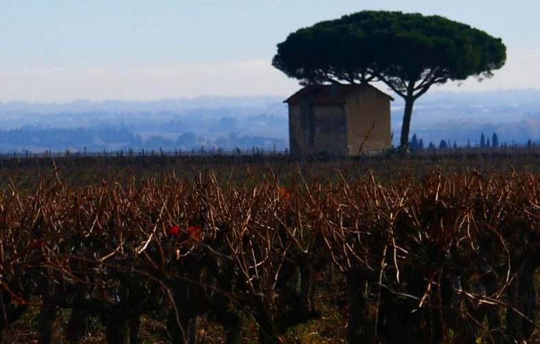 Vigne des Costières