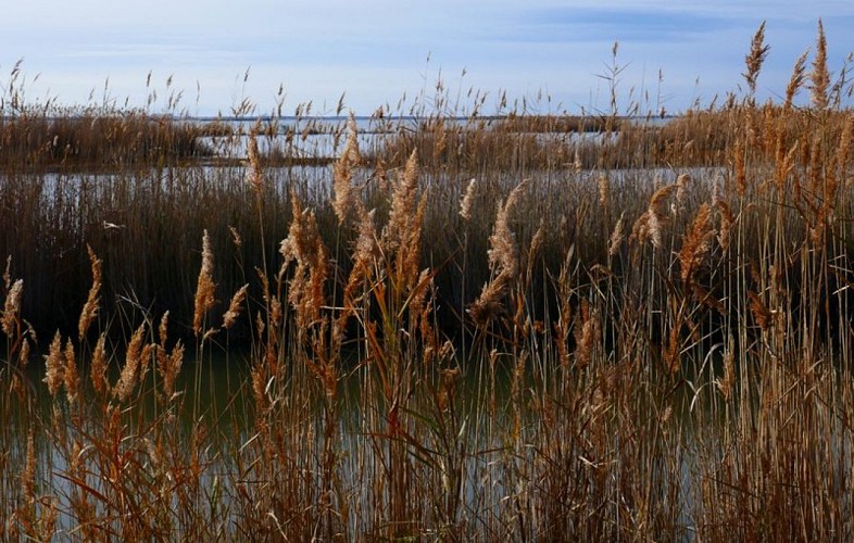 Marais et roseaux