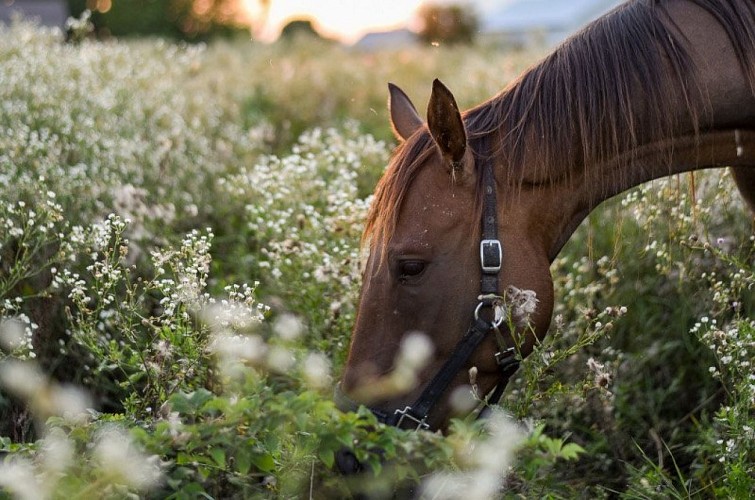 Cessenades (à cheval)