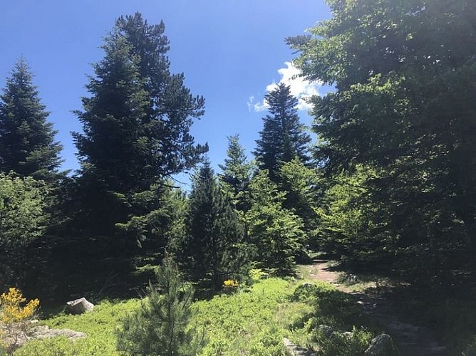 Sentier en forêt du Mont Lozère
