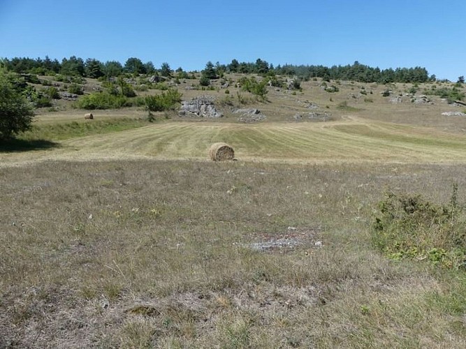 Doline