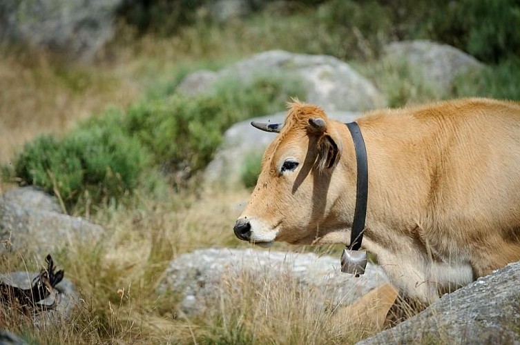 Troupeau de vache