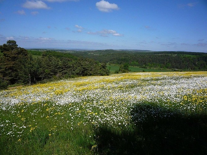 Les prairies avant la forêt