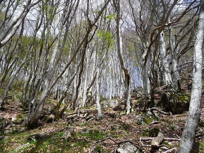 Forêt de hêtre sous la cascade
