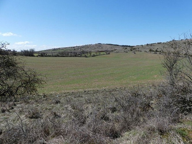 Paysage caussenard