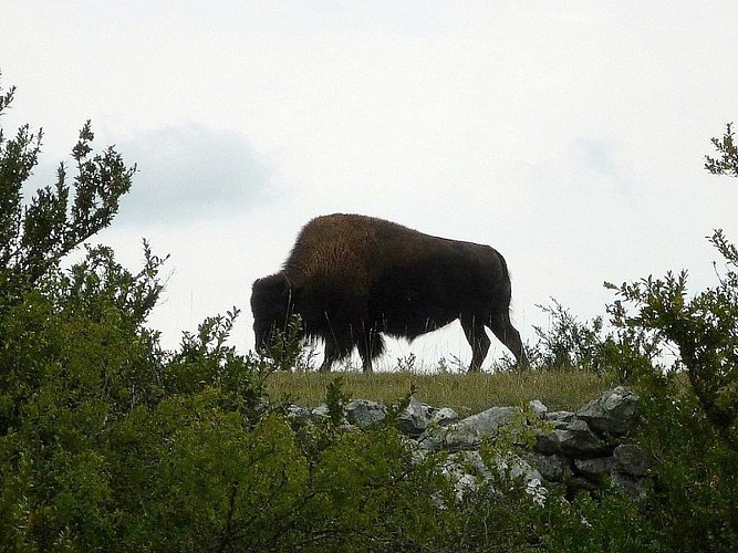 Bison - Randal Bison