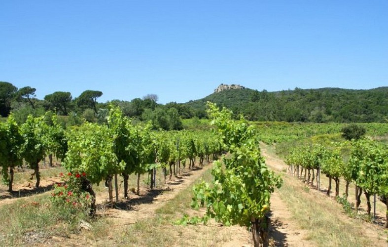 Vignoble au pied du Château de Gicon