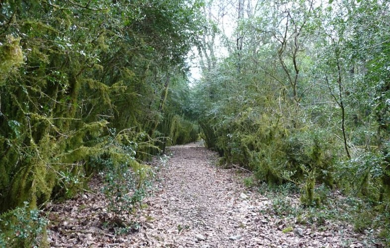 Forêt couverte de mousse