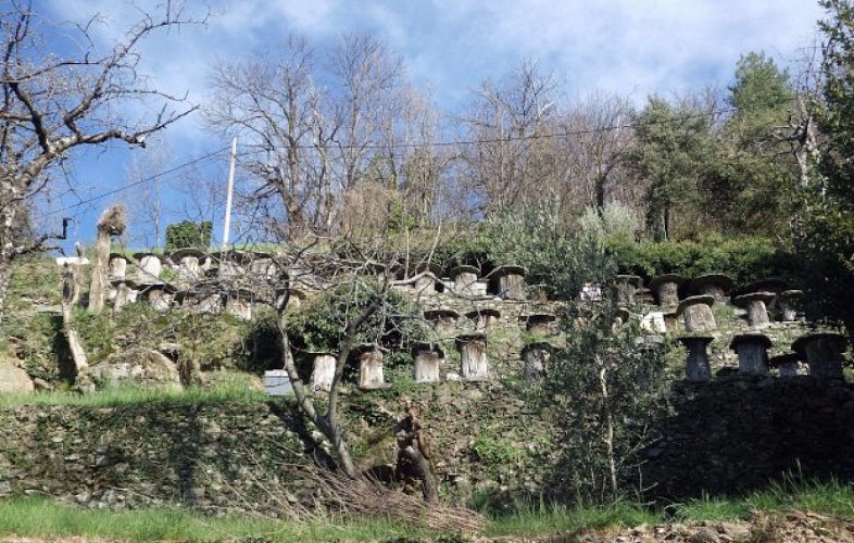 Ruche-tronc cévenole abeilles noires