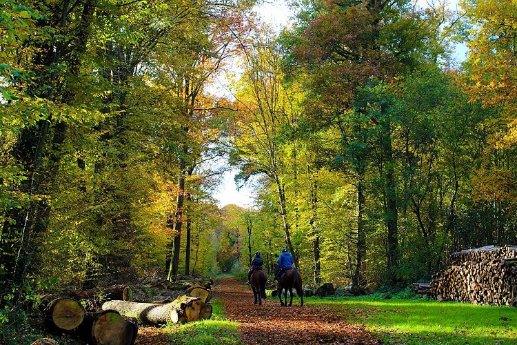 Paseo por el bosque de Malvoisine