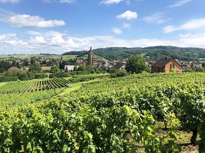 Vignes d'Arbois