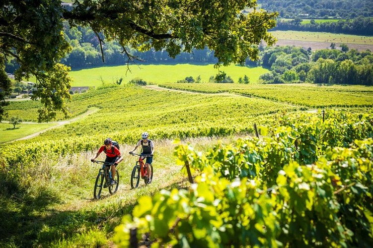 Menétru-le-Vignoble