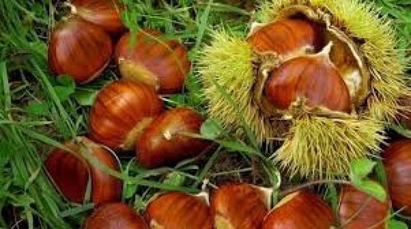 images_4