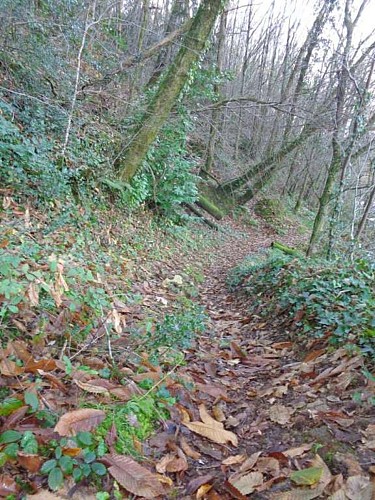 Altillac - A travers les GR 4 - VTT_3