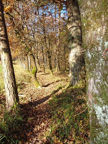 Puy d'Arnac - cafoulière 5 - VTT_3