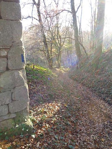 Puy d'Arnac - cafoulière 6 - VTT_6