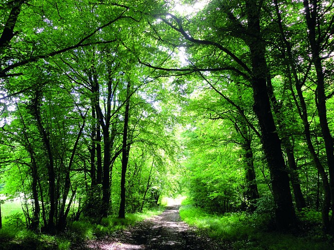 Bois de Villotran