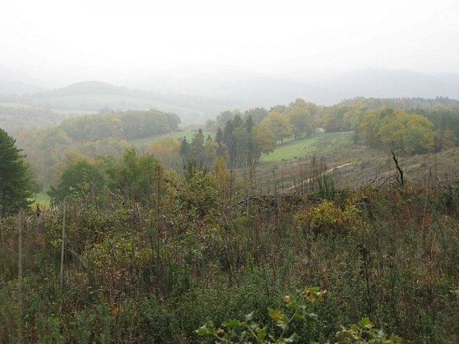 Forêts sur la boucle de Ganoubre