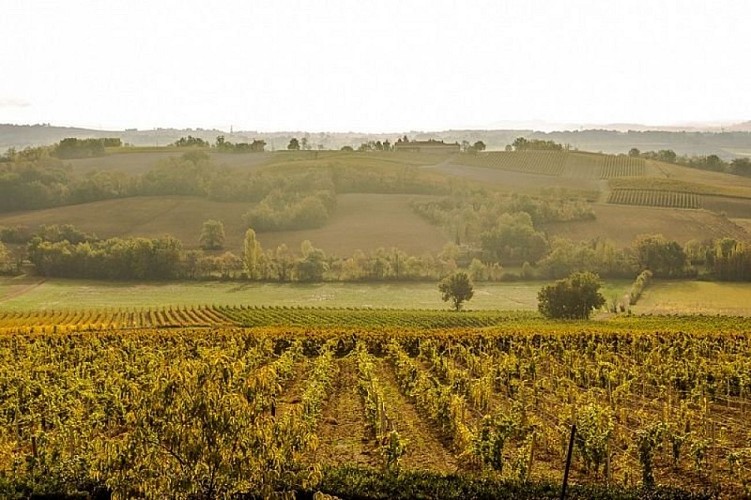 Paysage de vignes