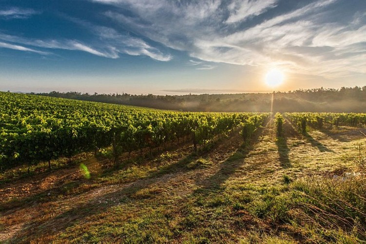 Vignes de Gaillac