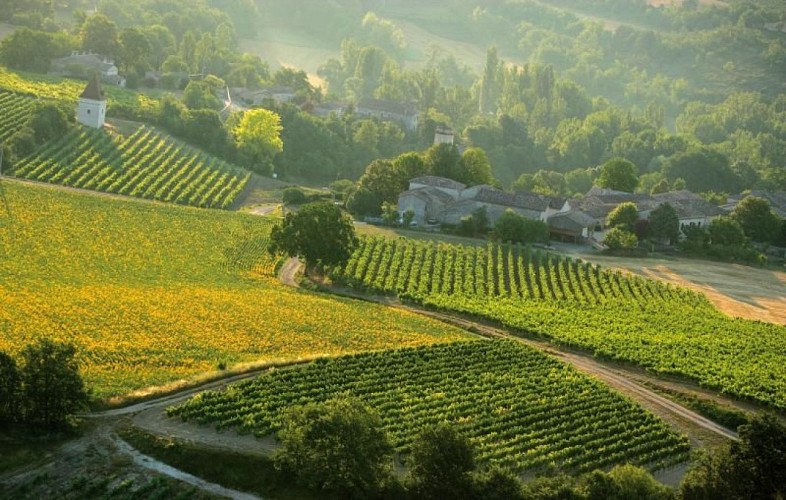 Vignobles