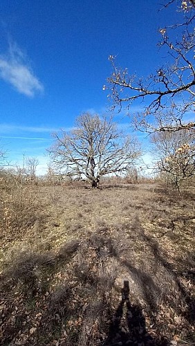 Chêne de la vallée de Bonnan