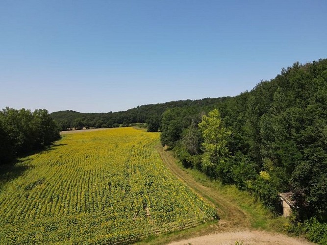 Champ de tournesol