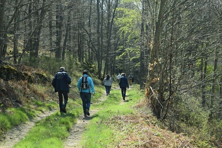 Sentier ombragé