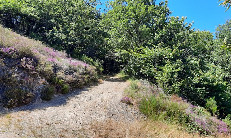 Entre landes et bois