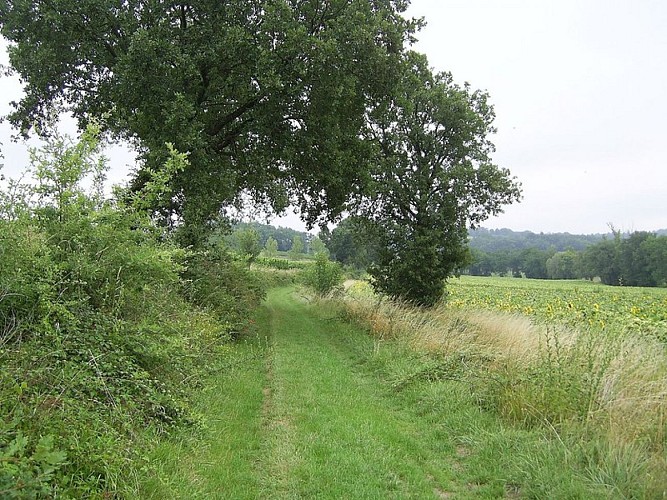 Arbres et sentier