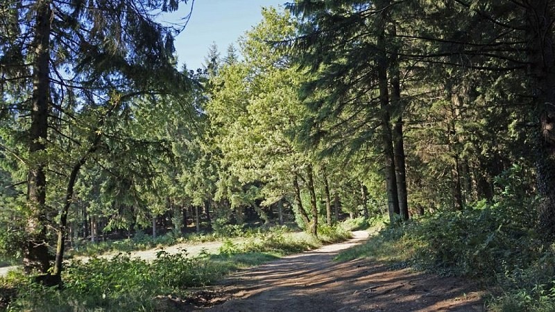 Sentier en sous-bois