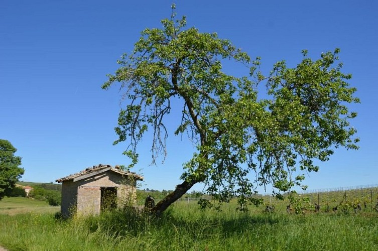 Cabanon de vigne
