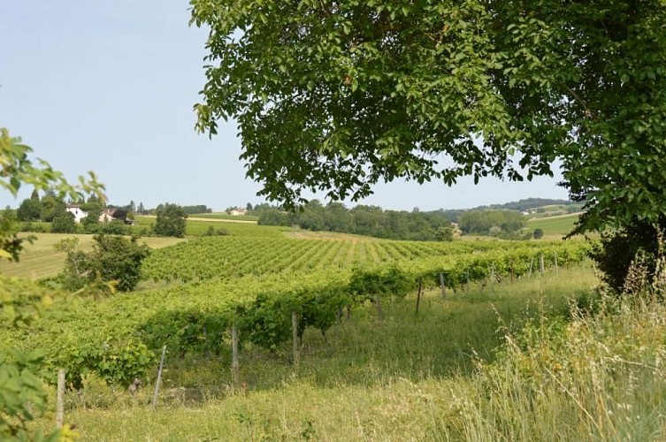 Paysage de vigne en été