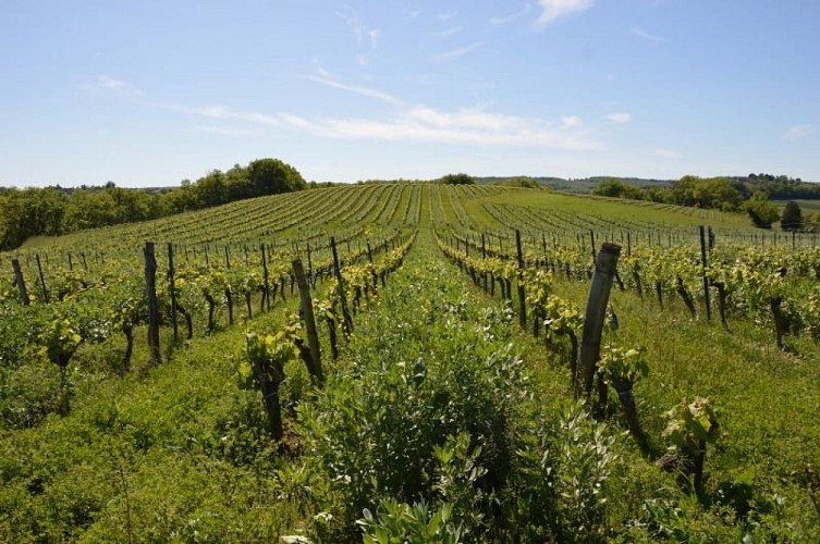 Paysage de vignes au printemps