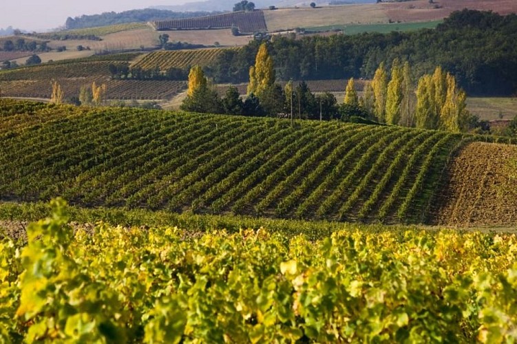 Paysage de vignes à l'automne
