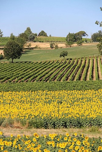 Paysage de vigne