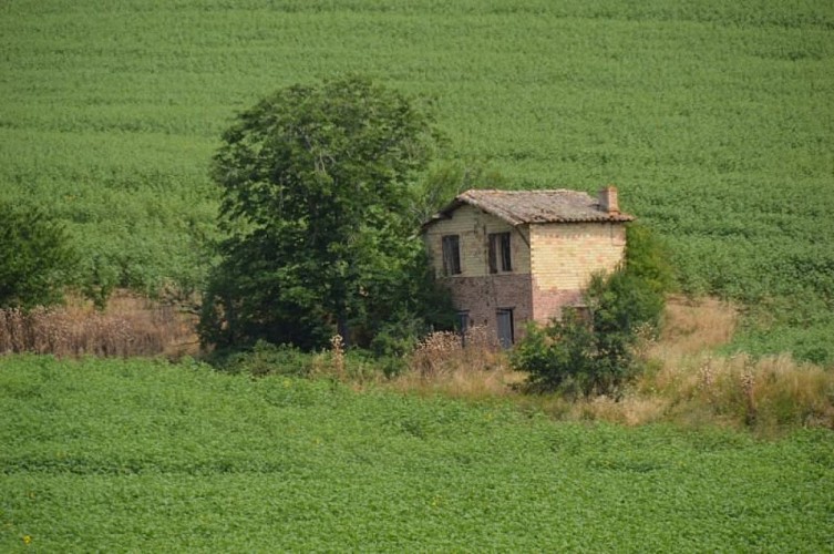 Cabane de vigne